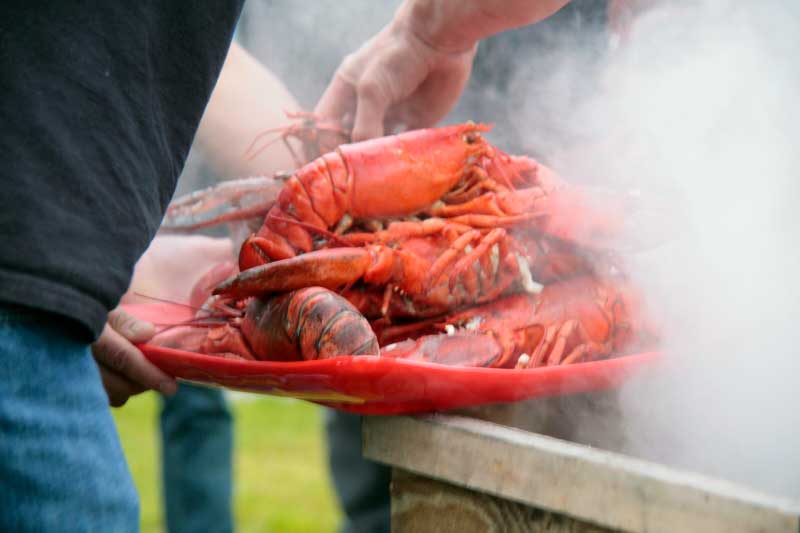 closeup detail of Sam's Chowder House chef/owner Lewis Rossman removing fresh Maine lobsters from steamer at Lobster Clambake in a San Francisco park near the Golden Gate Bridge
